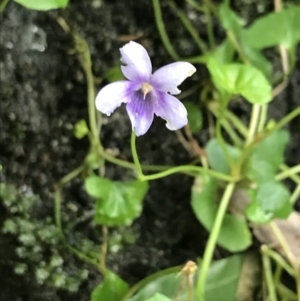 Viola hederacea at Bundanoon, NSW - 14 Nov 2021