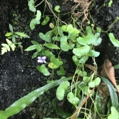 Viola hederacea at Bundanoon, NSW - 14 Nov 2021