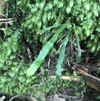 Notogrammitis billardierei (Finger Fern) at Wingecarribee Local Government Area - 14 Nov 2021 by Tapirlord