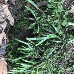 Notogrammitis billardierei at Bundanoon, NSW - suppressed