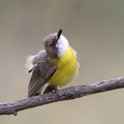 Gerygone olivacea (White-throated Gerygone) at Pialligo, ACT - 22 Nov 2021 by jbromilow50