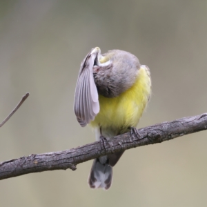 Gerygone olivacea at Pialligo, ACT - 23 Nov 2021