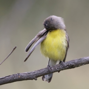 Gerygone olivacea at Pialligo, ACT - 23 Nov 2021