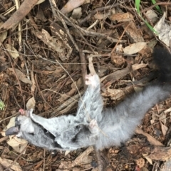 Petaurus notatus (Krefft’s Glider, Sugar Glider) at Woodstock Nature Reserve - 22 Nov 2021 by MichaelMulvaney