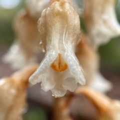 Gastrodia sesamoides (Cinnamon Bells) at Acton, ACT - 24 Nov 2021 by AJB