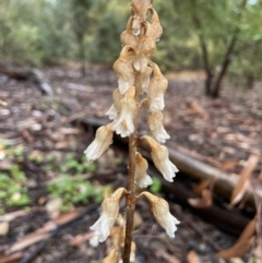 Gastrodia sesamoides at Acton, ACT - suppressed