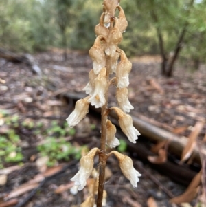 Gastrodia sesamoides at Acton, ACT - suppressed