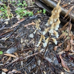 Gastrodia sesamoides at Acton, ACT - suppressed