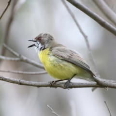 Gerygone olivacea at Pialligo, ACT - 23 Nov 2021