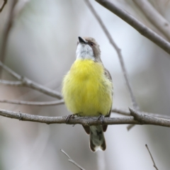 Gerygone olivacea at Pialligo, ACT - 23 Nov 2021