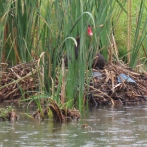 Cygnus atratus at Bonython, ACT - 25 Nov 2021 12:50 PM