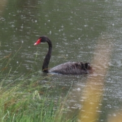 Cygnus atratus at Bonython, ACT - 25 Nov 2021 12:50 PM