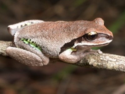 Litoria brevipalmata (Green-thighed Frog) at Ravensdale, NSW - 25 Nov 2021 by BrianLR