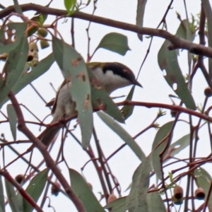 Melithreptus lunatus at Bonython, ACT - 25 Nov 2021 01:33 PM