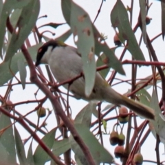 Melithreptus lunatus at Bonython, ACT - 25 Nov 2021