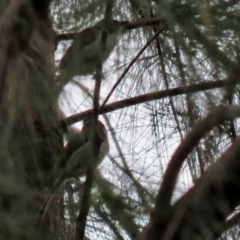 Melithreptus lunatus at Bonython, ACT - 25 Nov 2021