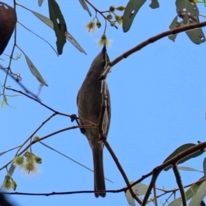 Caligavis chrysops at Bonython, ACT - 25 Nov 2021 01:19 PM