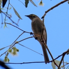 Caligavis chrysops at Bonython, ACT - 25 Nov 2021 01:19 PM