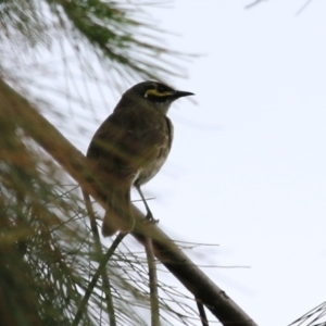 Caligavis chrysops at Bonython, ACT - 25 Nov 2021 01:19 PM