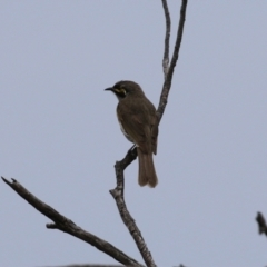 Caligavis chrysops at Bonython, ACT - 25 Nov 2021