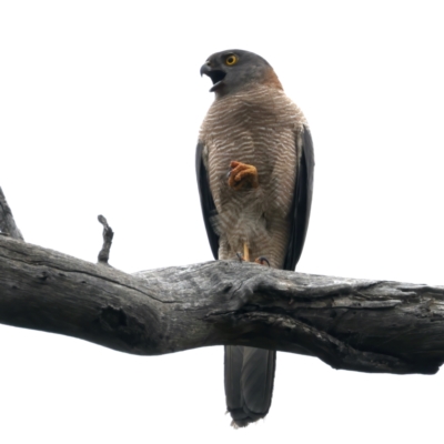 Accipiter fasciatus (Brown Goshawk) at Mount Ainslie - 23 Nov 2021 by jb2602