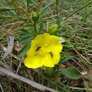 Hibbertia obtusifolia at Lower Boro, NSW - 23 Nov 2021 01:16 PM