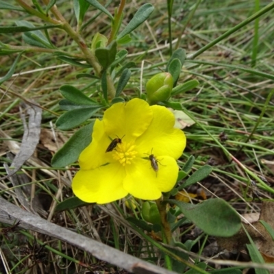 Hibbertia obtusifolia (Grey Guinea-flower) at Lower Boro, NSW - 23 Nov 2021 by JanetRussell