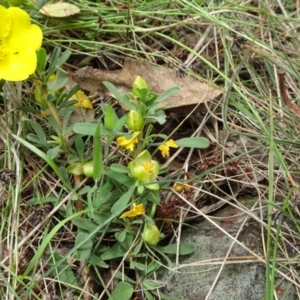 Hibbertia obtusifolia at Lower Boro, NSW - 23 Nov 2021