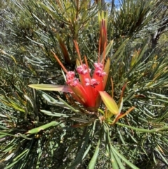 Lambertia formosa (Mountain Devil) at Cambewarra Range Nature Reserve - 25 Nov 2021 by SimoneC