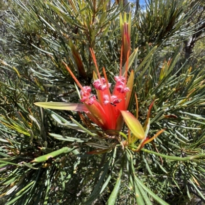 Lambertia formosa (Mountain Devil) at Cambewarra Range Nature Reserve - 25 Nov 2021 by SimoneC