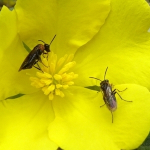 Eurys sp. (genus) at Lower Boro, NSW - 23 Nov 2021