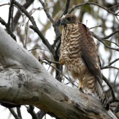 Accipiter fasciatus (Brown Goshawk) at Mount Ainslie - 23 Nov 2021 by jb2602