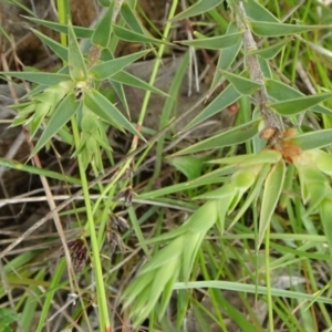 Melichrus urceolatus at Lower Boro, NSW - 23 Nov 2021