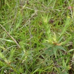 Melichrus urceolatus at Lower Boro, NSW - 23 Nov 2021