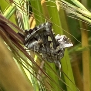 Chrysodeixis argentifera at Curtin, ACT - 25 Nov 2021