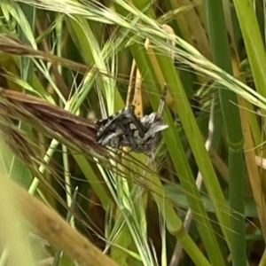 Chrysodeixis argentifera at Curtin, ACT - 25 Nov 2021