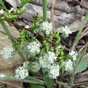 Poranthera microphylla at Lower Boro, NSW - 23 Nov 2021