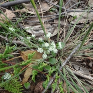 Poranthera microphylla at Lower Boro, NSW - 23 Nov 2021