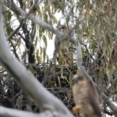 Tachyspiza fasciata at Pialligo, ACT - 23 Nov 2021