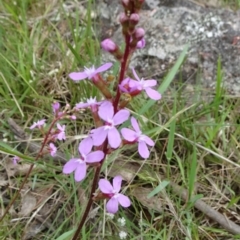 Stylidium graminifolium (Grass Triggerplant) at Lower Boro, NSW - 23 Nov 2021 by JanetRussell