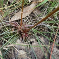 Stylidium graminifolium at Lower Boro, NSW - 23 Nov 2021