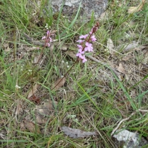 Stylidium graminifolium at Lower Boro, NSW - 23 Nov 2021 01:19 PM