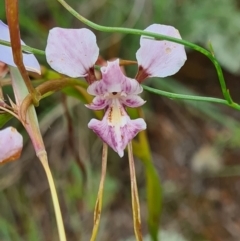 Diuris dendrobioides (Late Mauve Doubletail) at Woodstock Nature Reserve - 24 Nov 2021 by JennyVV