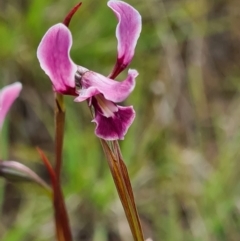 Diuris dendrobioides at suppressed - 24 Nov 2021