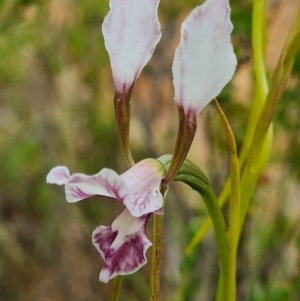 Diuris dendrobioides at suppressed - 24 Nov 2021