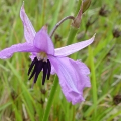 Arthropodium fimbriatum (Nodding Chocolate Lily) at Lower Boro, NSW - 23 Nov 2021 by JanetRussell