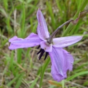 Arthropodium fimbriatum at Lower Boro, NSW - 23 Nov 2021 12:31 PM