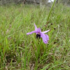 Arthropodium fimbriatum at Lower Boro, NSW - 23 Nov 2021