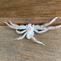 Isopeda canberrana (Canberra Huntsman Spider) at O'Connor, ACT - 24 Nov 2021 by AndrewCB