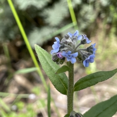 Cynoglossum australe (Australian Forget-me-not) at Paddys River, ACT - 23 Nov 2021 by JaneR